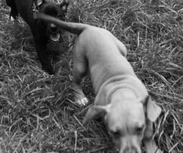 Animal fostering benefits people and furry friends