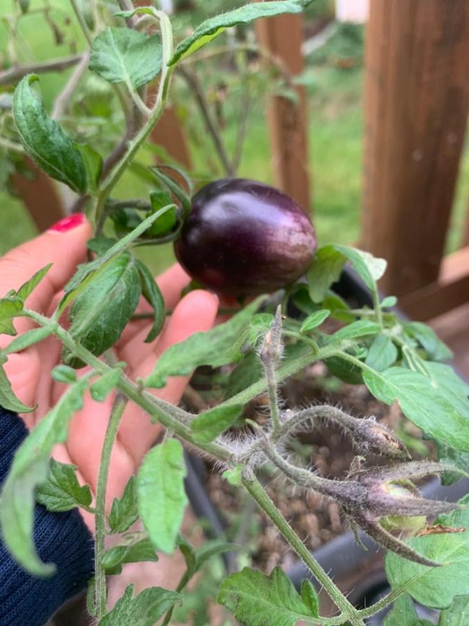 Sophomore+Anwitha+Sanivarapu+shows+off+her+home-grown+purple+tomatoes+she+had+grown+earlier+during+quarantine.