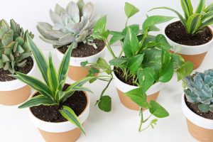 Great for cleaning indoor air, improving one’s mood and adding some color to the home, growing houseplants can also help cultivate one’s green thumb. 