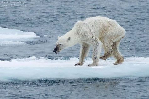 A starving polar bear walks alone on sheet of ice.