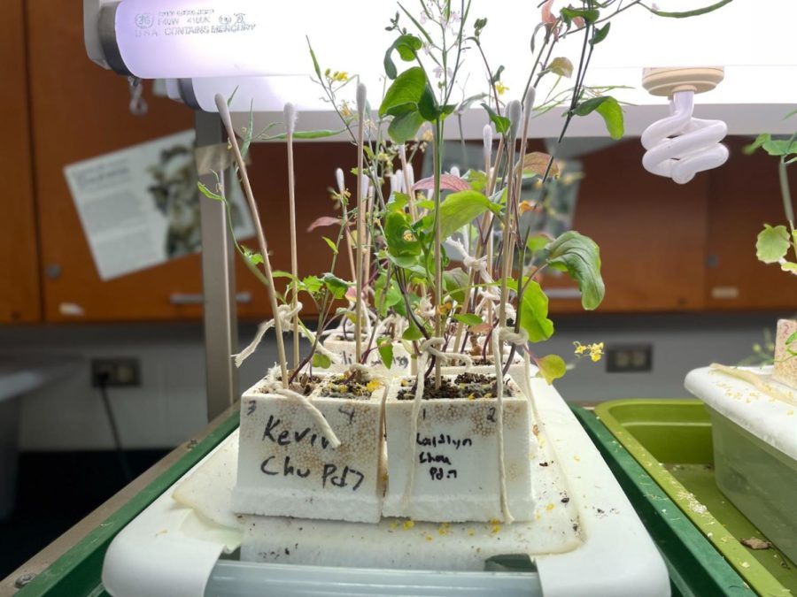 Like the name suggests, biochemistry is a subdiscipline of both biology and chemistry that studies chemical processes in relation to living organisms. Students in AP Biology are manually pollinating plants. 