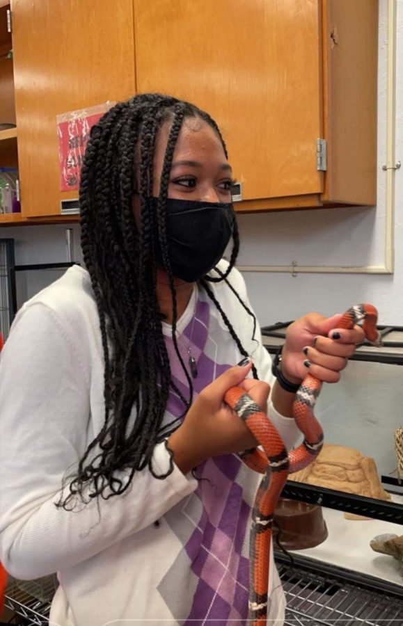 On Oct. 15, junior Jazmine Campbell handles Kizzy the milk snake and makes sure she is fed and her cage is clean.