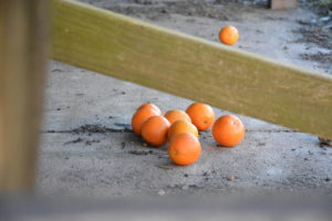 Over 20 oranges litter the ground under the stairs to the modulars on Dec. 13. As of Jan. 19, only two oranges remain.