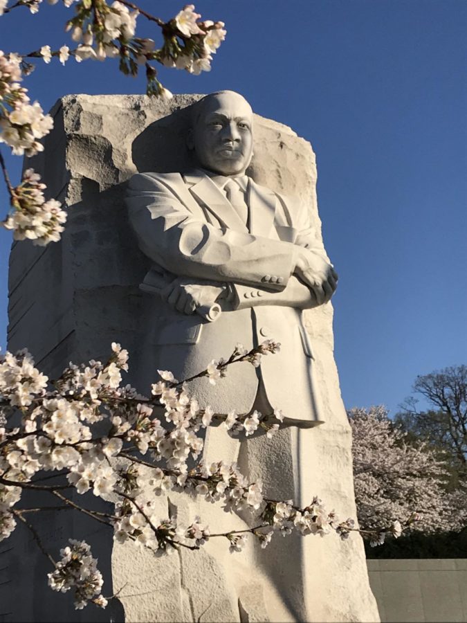 The Martin Luther King memorial stands tall, surrounded by cherry blossoms in Washington D.C.on March. 27. 2021. Photo by Kristine Brown.