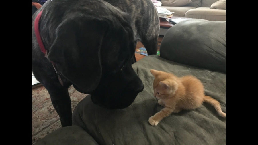 Harley, the dog, and Gumball, the cat, face off to see who is the better pet on Sept. 1, 2018.