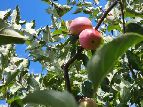 Homestead Farm in Poolesville offers pick-your-own apples.