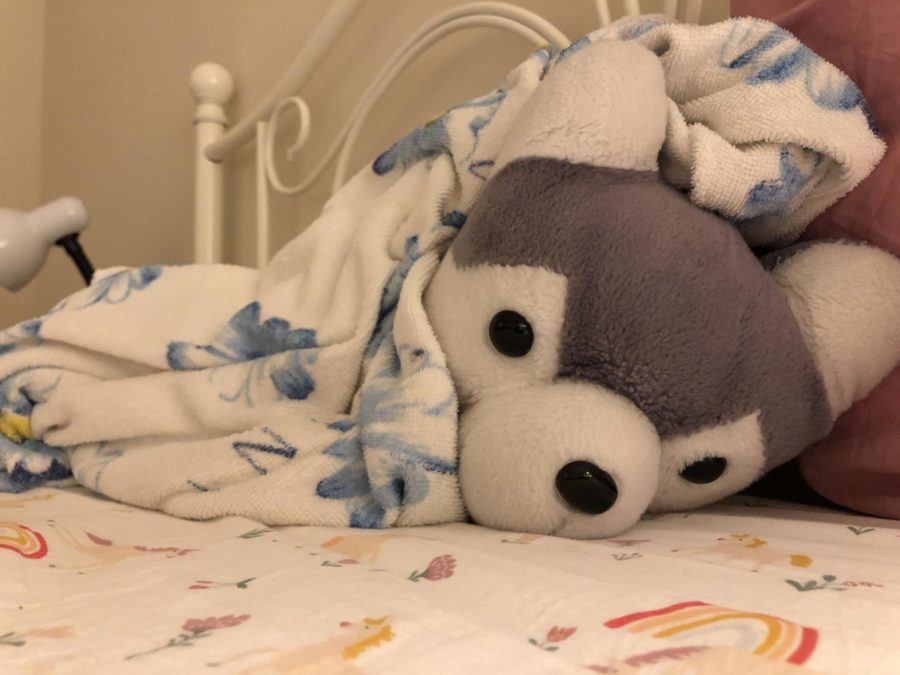 Hachi, a student’s beloved stuffed dog of ten years, lays swaddled on its owner’s bed. Special stuffed animals can earn a permanent place in one’s heart and household; in a Build-a-Bear survey, 72% of respondents said they planned to keep their favorite plush toy forever.