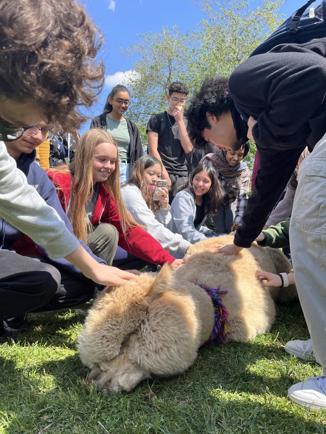 Students de-stress with CHS’ new addition, therapy animals, which are designed to reduce anxiety during AP week.