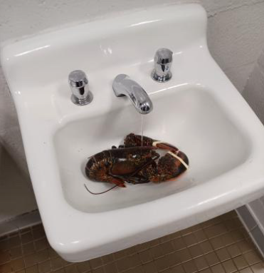 Five live, six-to-eight-pound lobsters were dispersed to each of the mens’ restrooms on the morning of May 30. Three were in toilets, one was in a sink and one was on the ground.